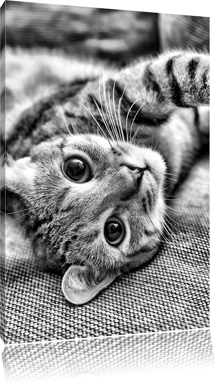 Pixxprint Monocrome, Süsses Kätzchen spielt, Format: 100x70 auf Leinwand, 100x70
