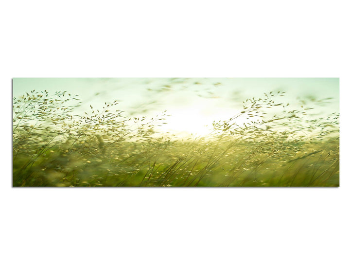 Paul Sinus Art Panoramabild auf Leinwand und Keilrahmen 150x50cm Wiese Gräser Sommer Sonnenuntergang