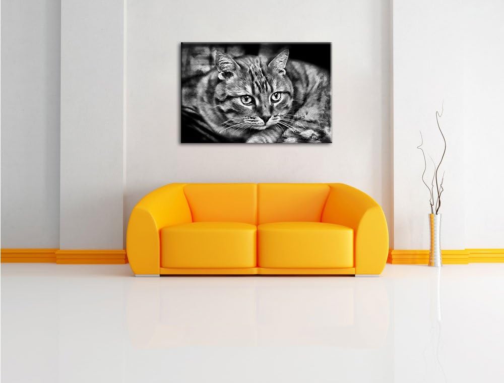 Pixxprint Monocrome, schöne Hauskatze, Format: 100x70 auf Leinwand, riesige Bilder fertig gerahmt mi