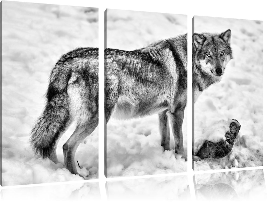 Pixxprint Monocrome, prächtiger Wolf im Schnee 3-Teiler Leinwandbild 120x80 Bild auf Leinwand