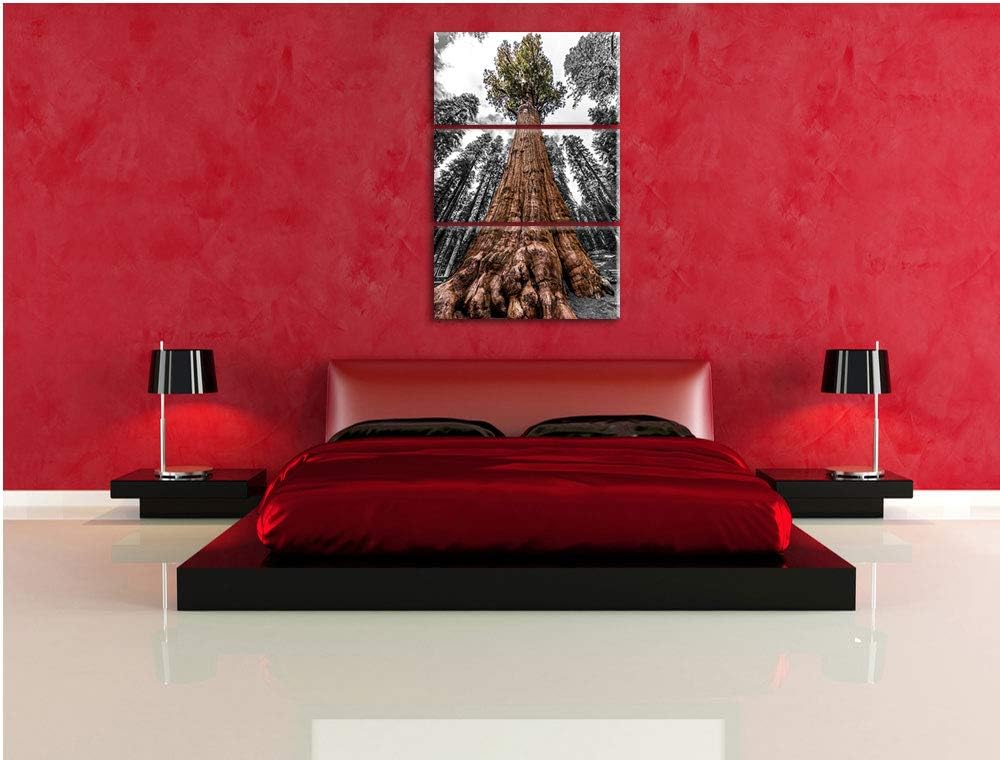 Wald Riesenbaum Regenwald Nebel schwarz/weiss 3-Teiler Leinwandbild 120x80 Bild auf Leinwand, XXL ri