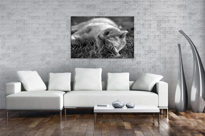 deyoli kleine Katze beim Entspannen Format: 80x60 als Leinwand, Effekt: Schwarz&Weiss, Motiv fertig