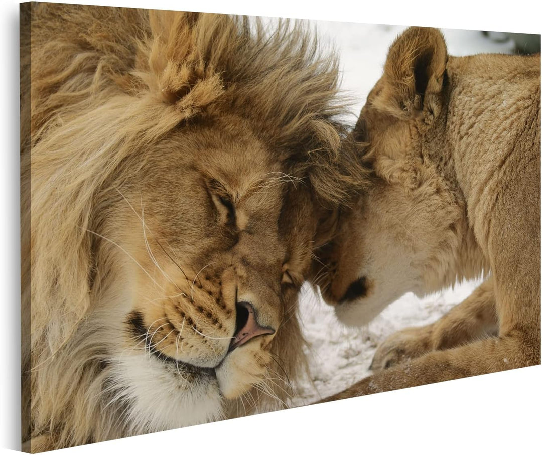islandburner Bild auf Leinwand Löwe Und Löwin Kuschelnd Zärtlich Harmonie Partnerschaft Liebe Bilder