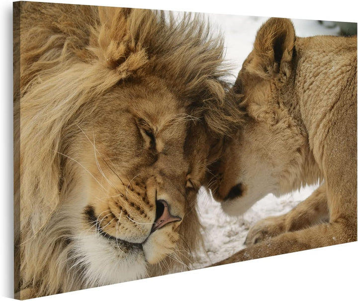 islandburner Bild auf Leinwand Löwe Und Löwin Kuschelnd Zärtlich Harmonie Partnerschaft Liebe Bilder