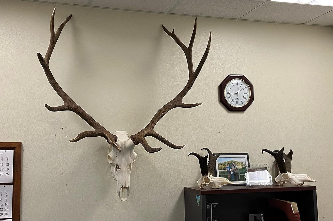 Top Rack: Europäischer Schädel-Aufhänger (Raging Bull: Elch European Mount Hanger, Schwarz) ELK: Rag