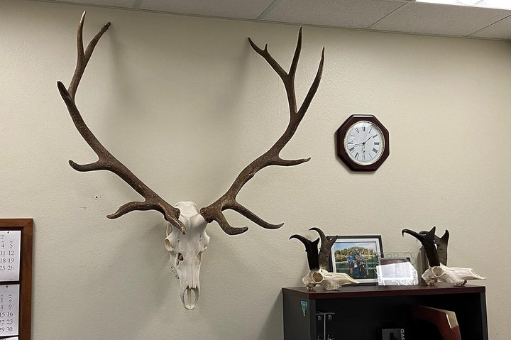 Top Rack: Europäischer Schädel-Aufhänger (Raging Bull: Elch European Mount Hanger, Schwarz) ELK: Rag