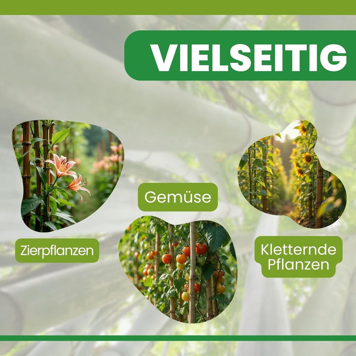 PLANTAWA Bambusstäbe 90 cm Packung mit 25 Stück Ø 10-12 mm | Pflanzstab Bambusstab Gemüse, Tomaten u