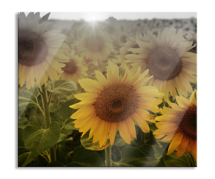 Sonnenblumen auf dem Feld Herdabdeckplatte & Spritzschutz aus Echtglas | Für Herd-Kochfelder | 60x52