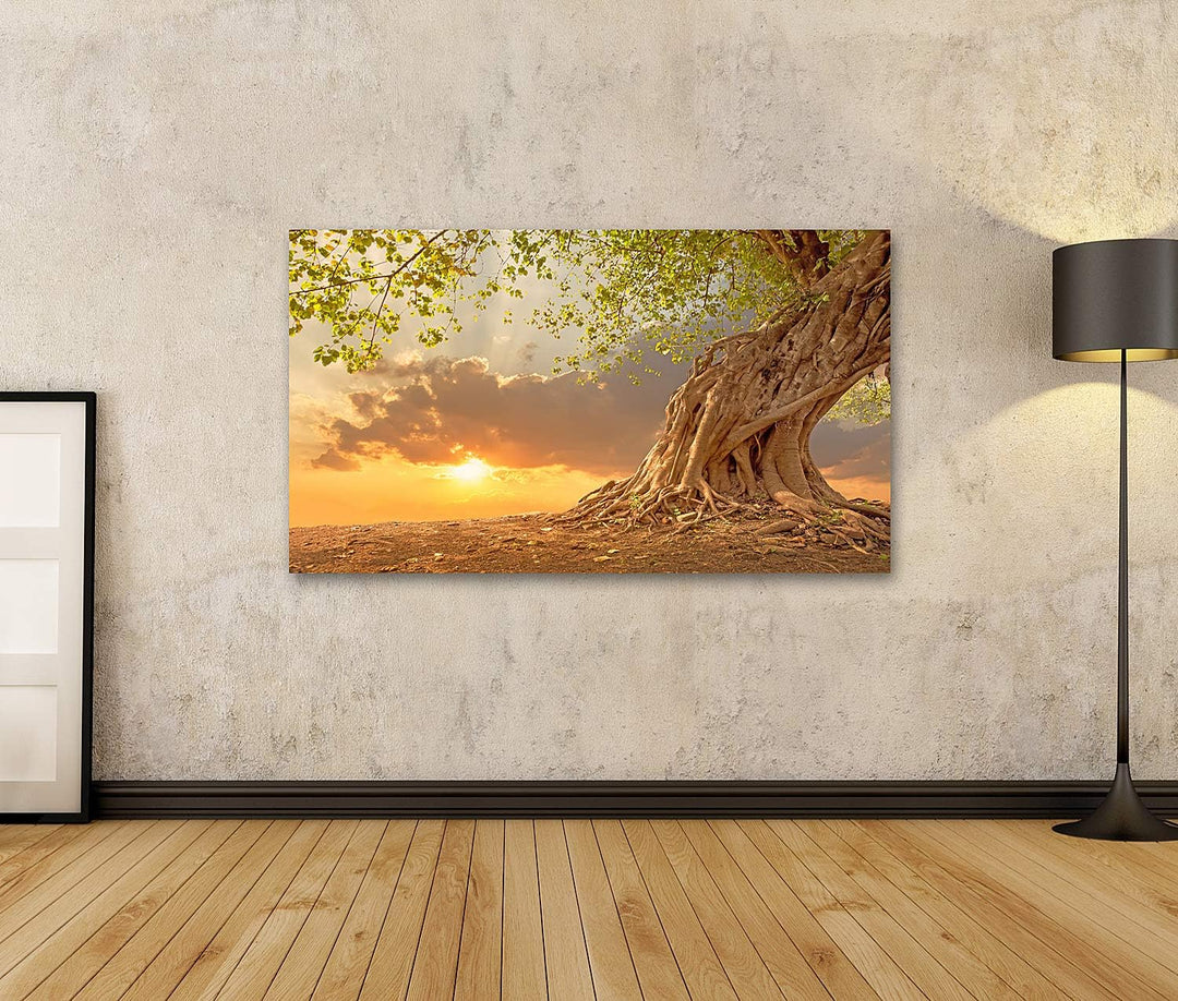 islandburner Bild auf Leinwand Schöner Alter Baum Bei Sonnenuntergang Bilder Wandbilder Poster Leinw