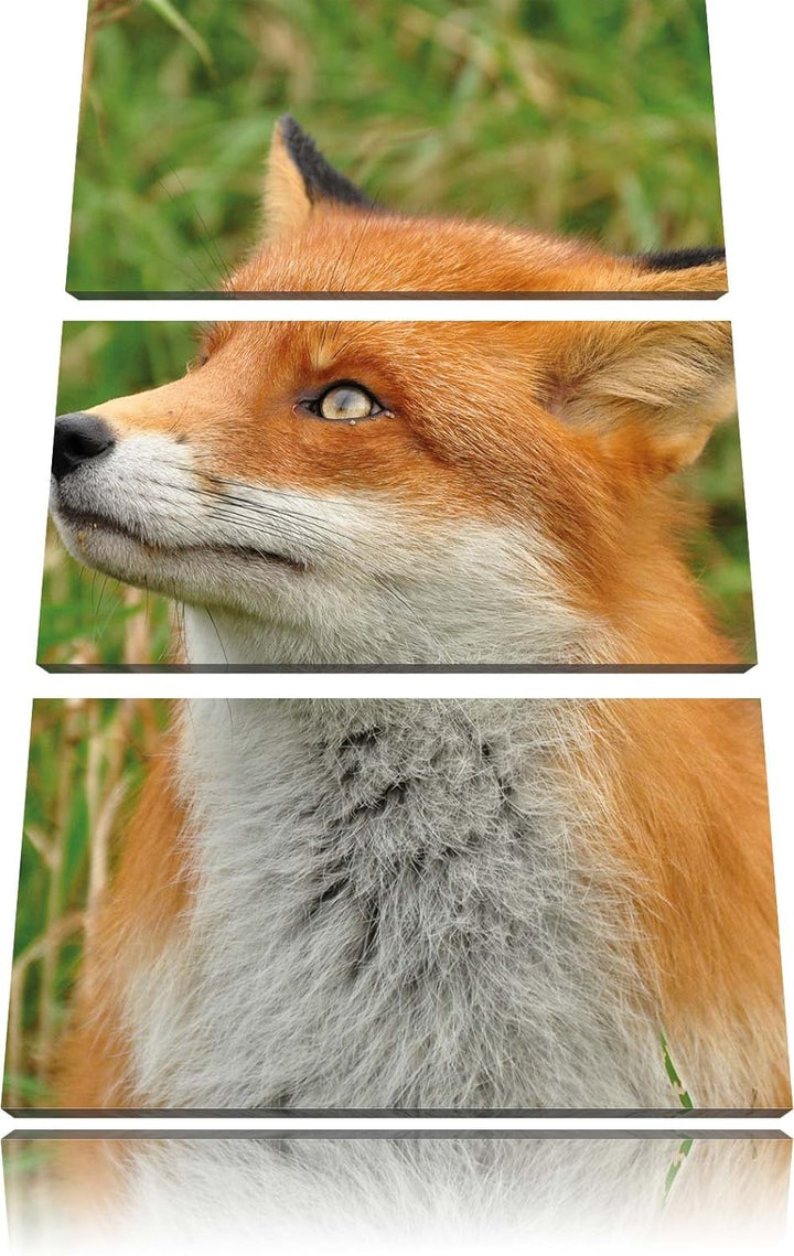 Pixxprint Fuchs auf Wiese als Leinwandbild/Grösse: 3 Teilig (120x80) cm/Wandbild/Kunstdruck/fertig b