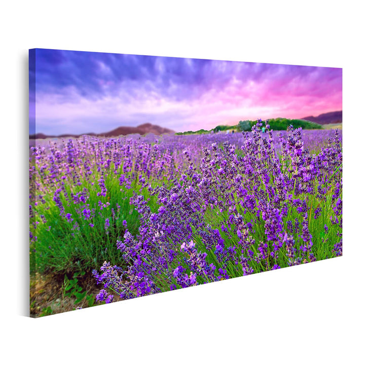 islandburner Bild auf Leinwand Sonnenuntergang über einem Lavendelfeld Tihany Ungarn Wandbild Poster