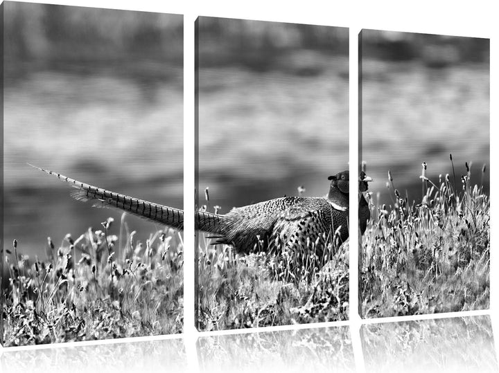 Pixxprint Fasan auf Frühlingswiese als Leinwandbild/Grösse: 3 Teilig (120x80 cm) cm/Wandbild/Kunstdr
