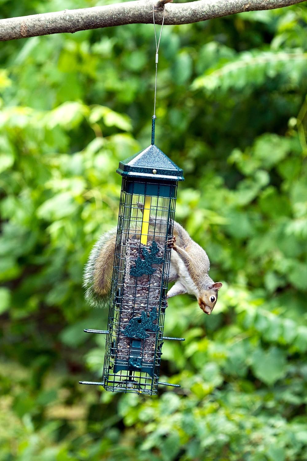 Squirrel Solution200 Vogelfutterstation mit 6 Futteranschlüssen, 1,5 kg Samenkapazität, inkl. Sament