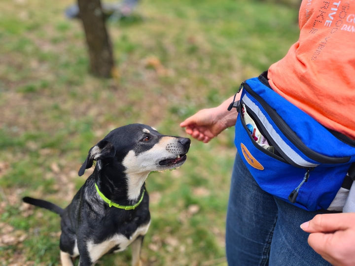 Daily Bag – Hüfttasche mit Trinkflaschenhalterung und Leckerlibeutel für Hundespaziergänge und Hunde