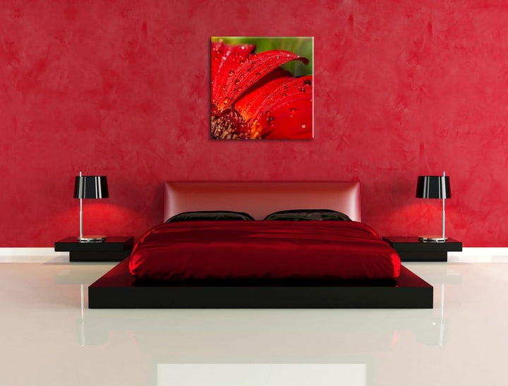 Tautropfen auf roter Blume, Format: 70x70 auf Leinwand, XXL riesige Bilder fertig gerahmt mit Keilra