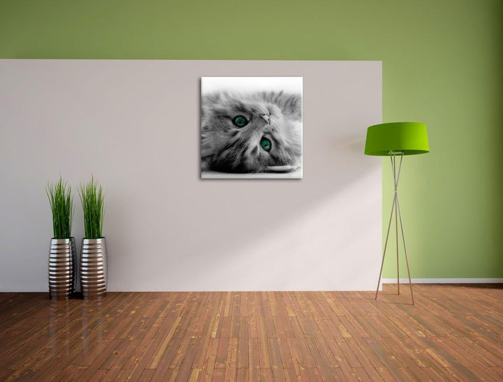 Pixxprint Süsses Katzenbaby Schwarz/Weiss, Format: 70x70 auf Leinwand, 70x70