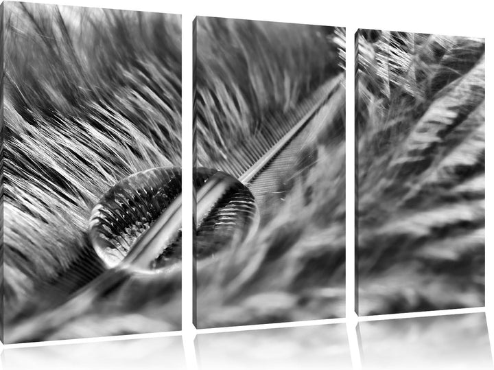 Pixxprint Wassertropfen auf Feder als Leinwandbild/Grösse: 3 Teilig (120x80) cm/Wandbild/Kunstdruck/