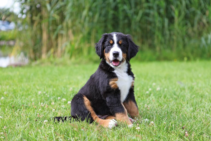 TRIXIE Welpenleine XXS–XS, 8 m ø 4 mm in rot - Trainingsleine für junge Hunde - für Welpen und sehr