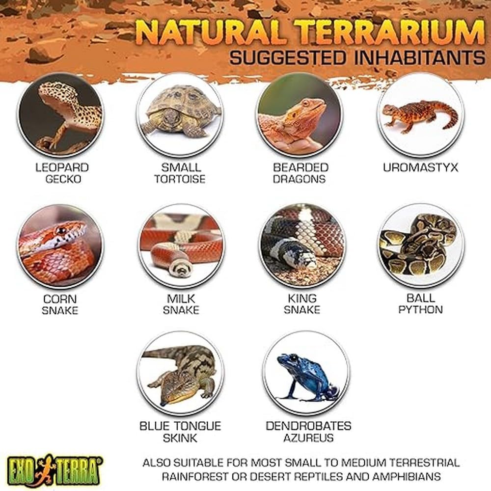 Exo Terra Reptilien Terrarium aus Glas, mit einzigartiger Front Belüftung, 20 x 20 x 20cm, 20 x 20 x