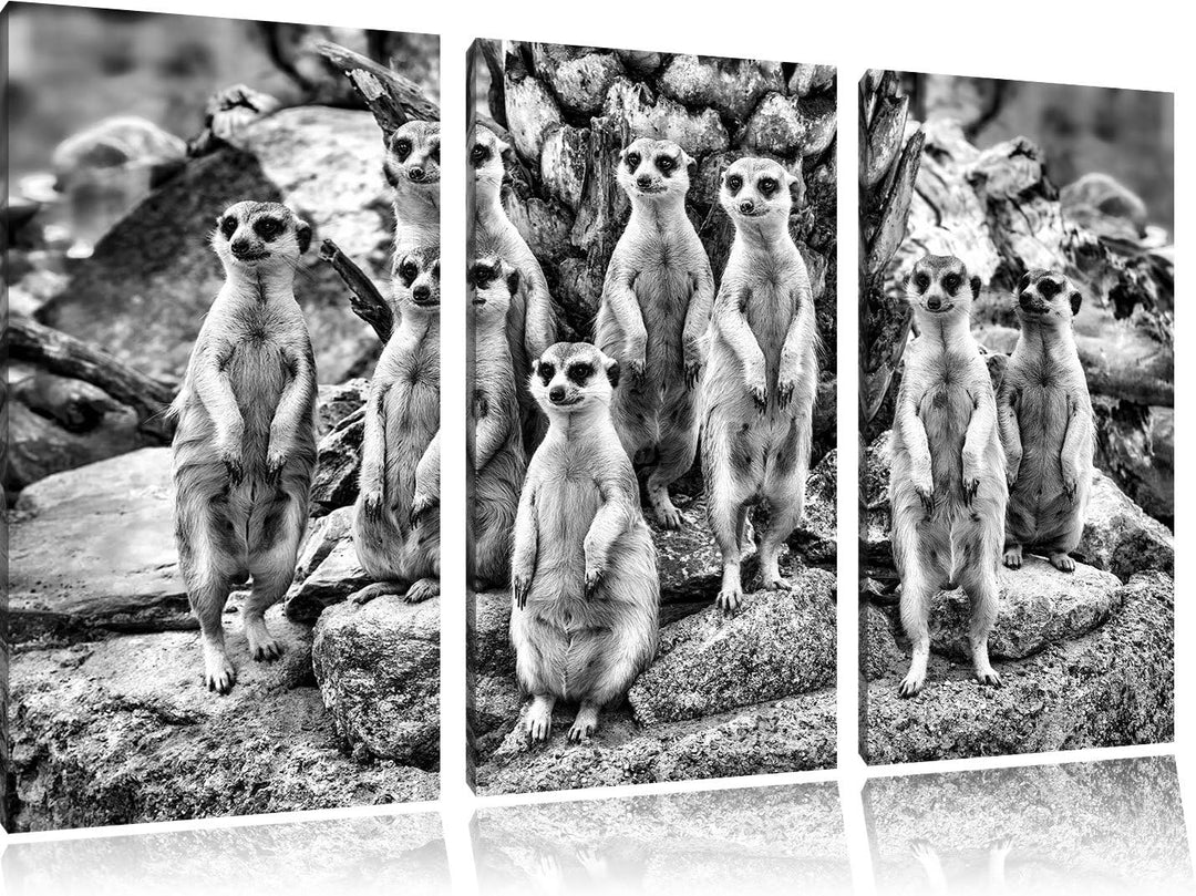 Pixxprint Lustige Erdmännchen als Leinwandbild | Grösse: 3 Teilig (120x80) | Wandbild| Kunstdruck |
