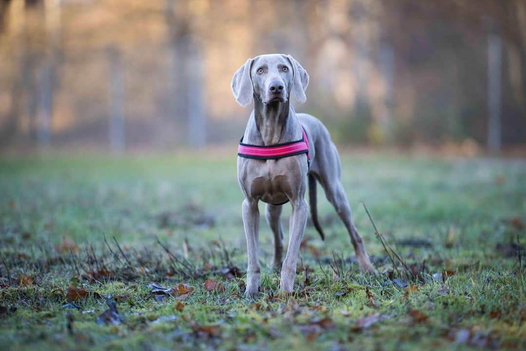 Hundegeschirr Soft & Safe reflektierend, Gr.-1: 28-35cm cayenne/schwarz 28 - 35 cm cayenne/schwarz,