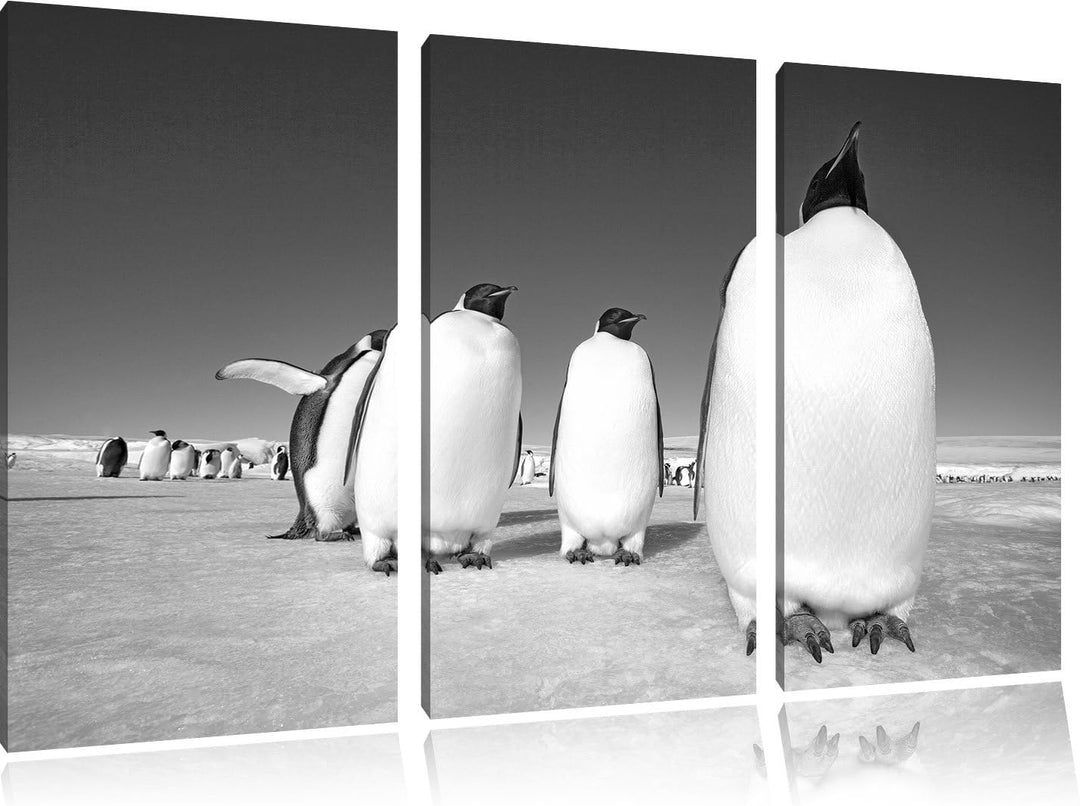 Pixxprint Kaiserpiguine in Antarktis als Leinwandbild/Grösse: 3 Teilig (120x80) cm/Wandbild/Kunstdru