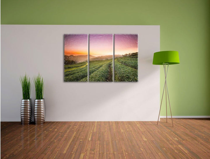 Pixxprint Sonnenaufgang Teeplantage Thailand / 3-Teilig/Gesamtmass 120cm Leinwandbild bespannt auf H