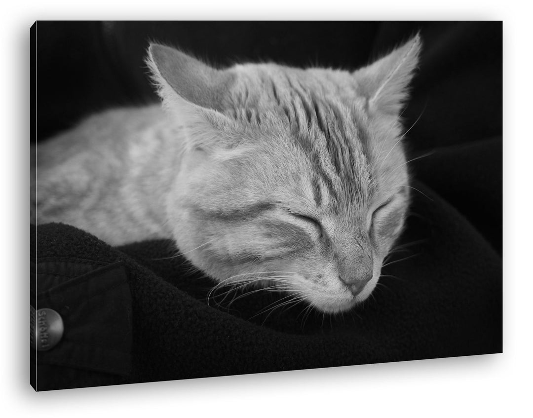 deyoli goldig schlafende Katze Effekt: Schwarz/Weiss Format: 80x60 als Leinwand, Motiv fertig gerahm