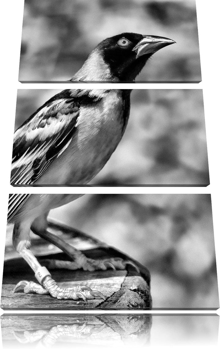 Pixxprint prächtiger gelber Star / 3-Teilig/Gesamtmass 120cm Leinwandbild bespannt auf Holzrahmen/Wa