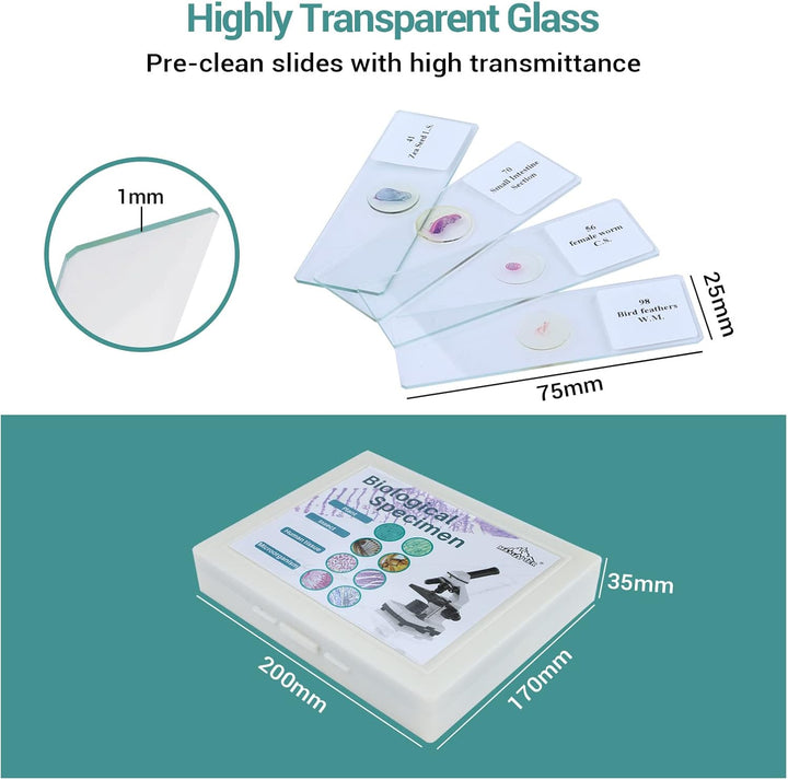 100P Mikroskop Objektträger mit biologischen Proben, Insekten Pflanzen menschliche Zelle für Labor B