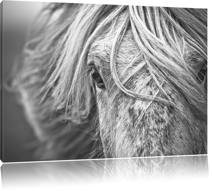 Pixxprint Islandpony in den Westfjorden als Leinwandbild/Grösse: 100x70 cm/Wandbild/Kunstdruck/ferti