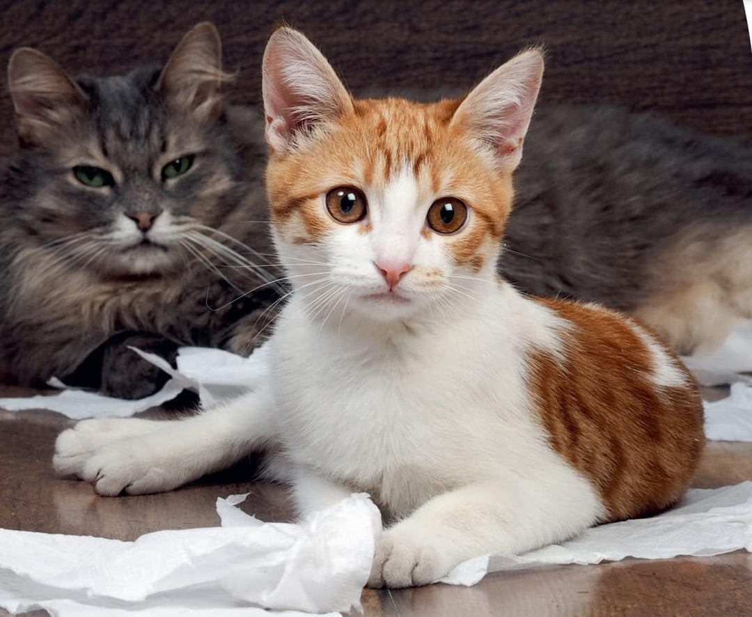 Ella Comfort Katzenklo mit Deckel. Plastik-Katzentoilette mit Luftfilter. Keine Ausbreitung von Geru