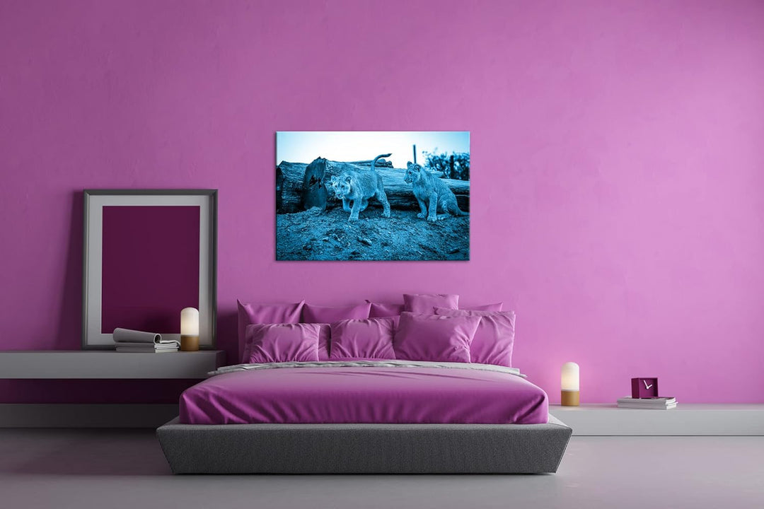 deyoli neugierige Löwenbabys Format 80x60 Effekt: Monocrome Blau als Leinwandbild, Motiv fertig gera