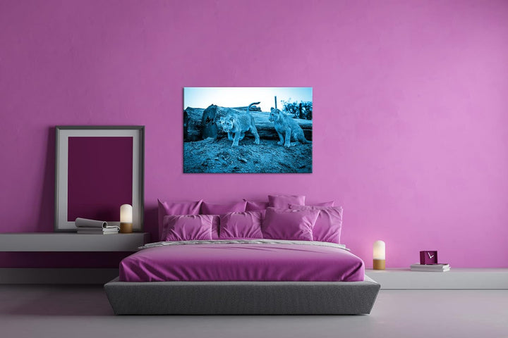 deyoli neugierige Löwenbabys Format 80x60 Effekt: Monocrome Blau als Leinwandbild, Motiv fertig gera