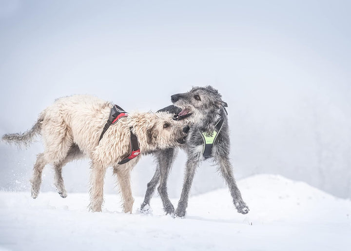 IDC Longwalk Geschirr, Neon-Grau, Grösse: 2XL Neon-Grau 2XL, Neon-Grau 2XL