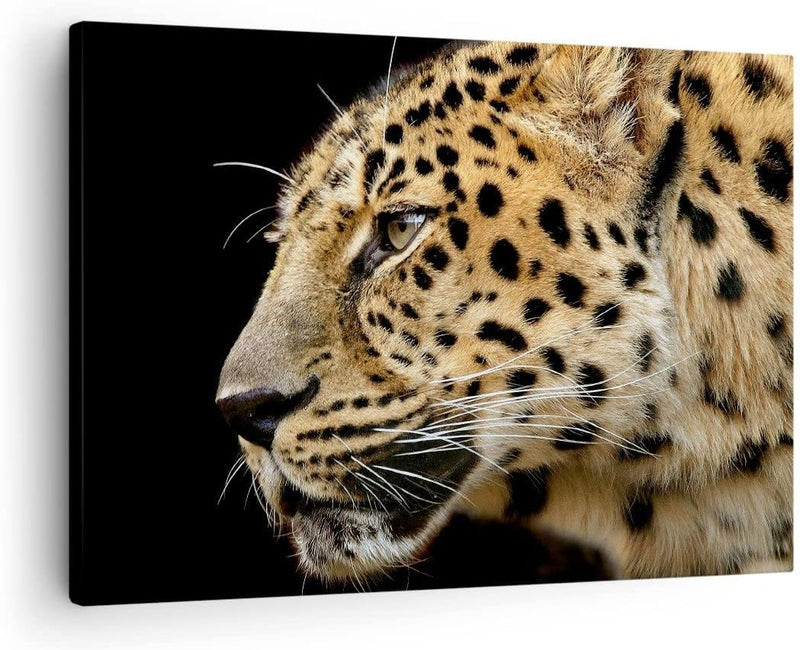 Bilder auf Leinwand Tiere Leopard wilde Katze wilde Tiere Leinwandbild 70x50cm Wandbilder Dekoration