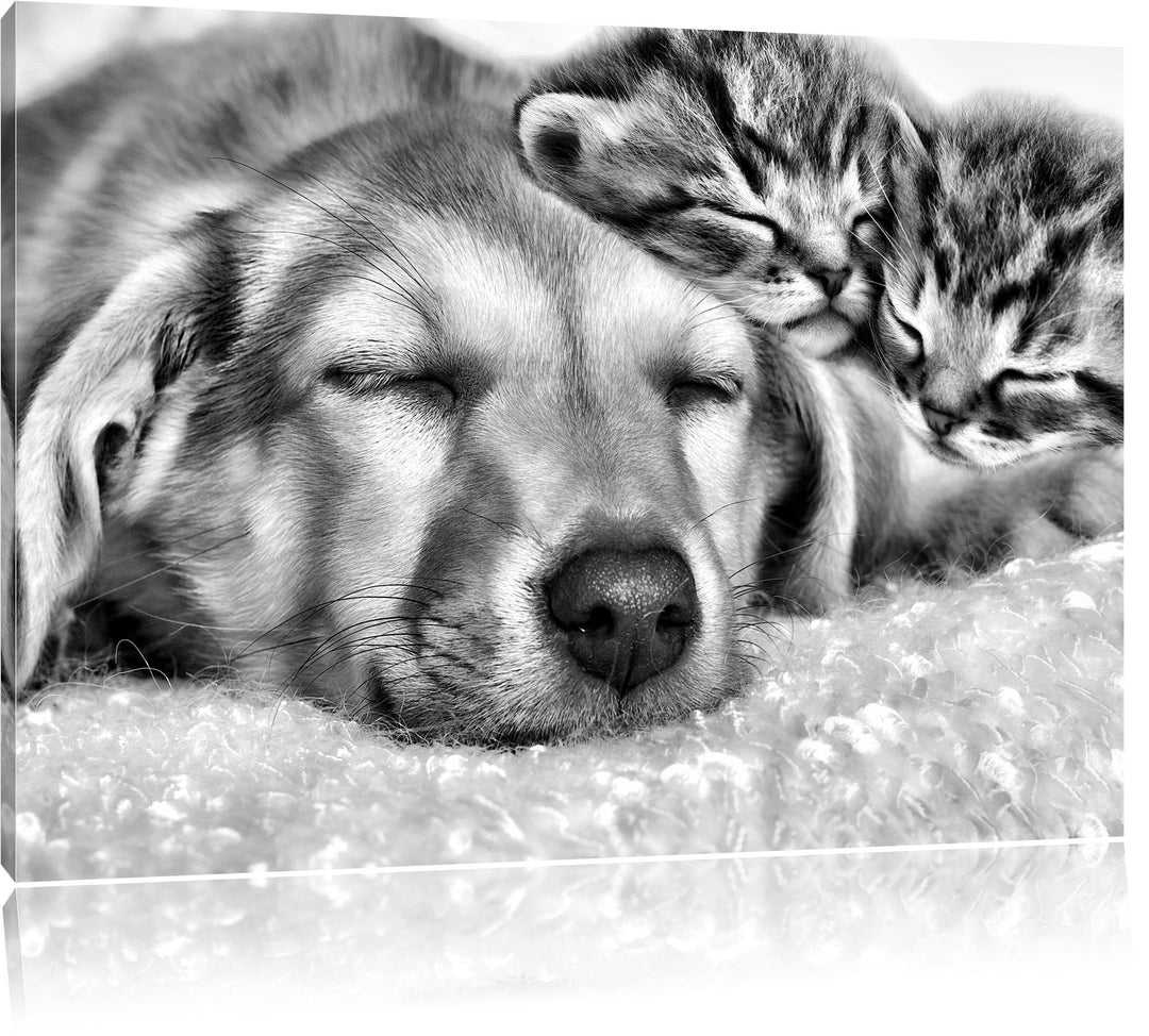 Pixxprint Monocrome, Kätzchen und Hund schmusend, Format: 100x70 auf Leinwand, riesige Bilder fertig
