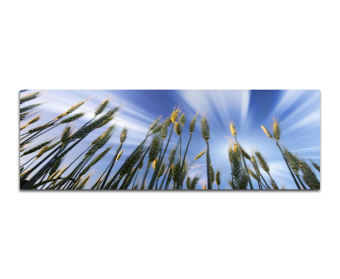 Paul Sinus Art Panoramabild auf Leinwand und Keilrahmen 150x50cm Kornfeld Frühling Himmel Wolkenschl