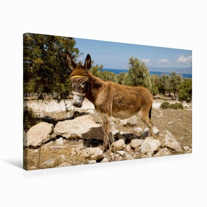 Premium Textil-Leinwand 75 x 50 cm Quer-Format Esel an der Küste in der Nähe von Polis | Wandbild, H
