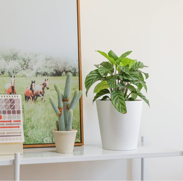 T4U 16,5cm Kunststoff Blumentopf mit Bewässerungssystem, 6er-Set Selbstbewässerung Übertopf mit Unte