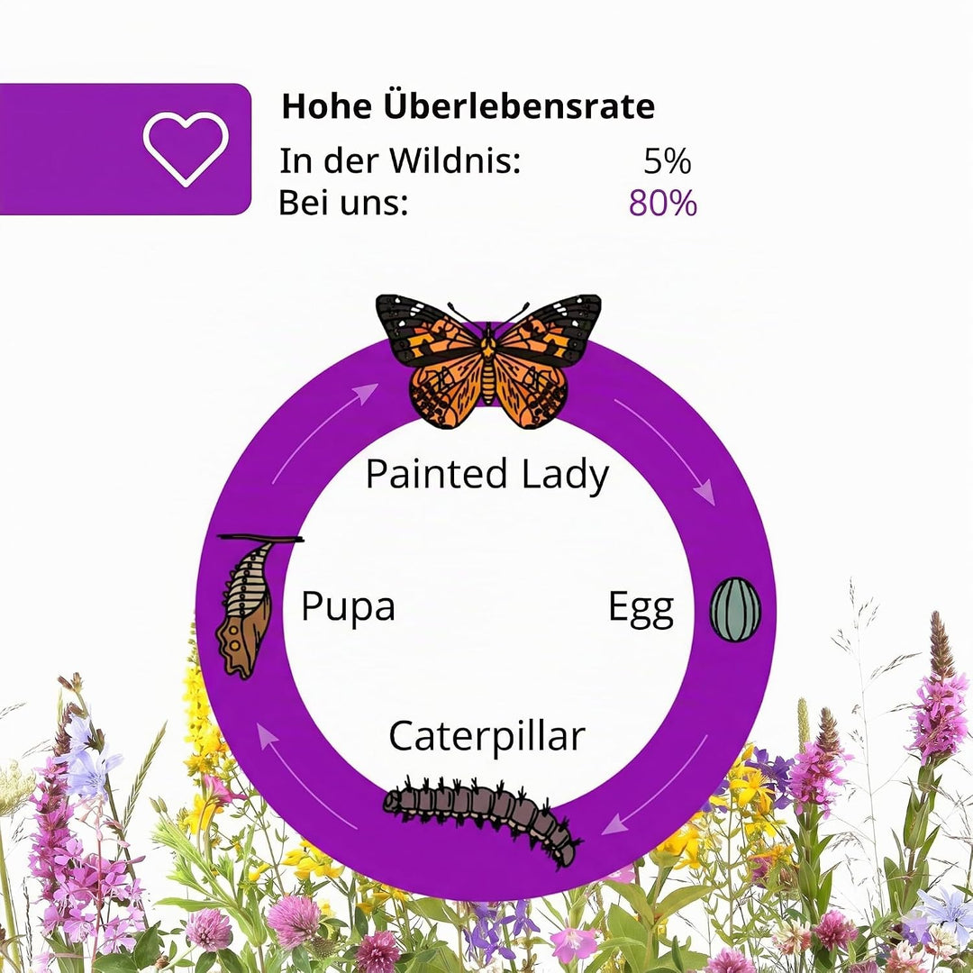 Schmetterlingszucht-Set für Kinder/Erwachsene | Schmetterlinge züchten [Erfolgsgarantie] | Heimische