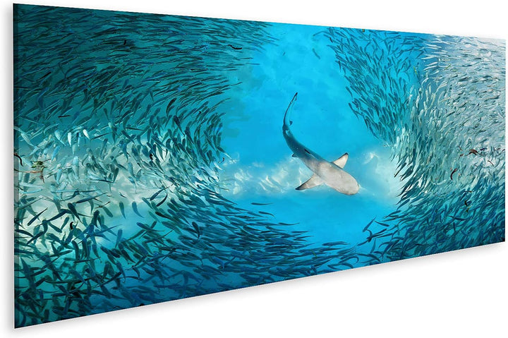 islandburner Bild auf Leinwand Hai Und Kleine Fische Im Ozean Bilder Wandbilder Poster Leinwand 120x
