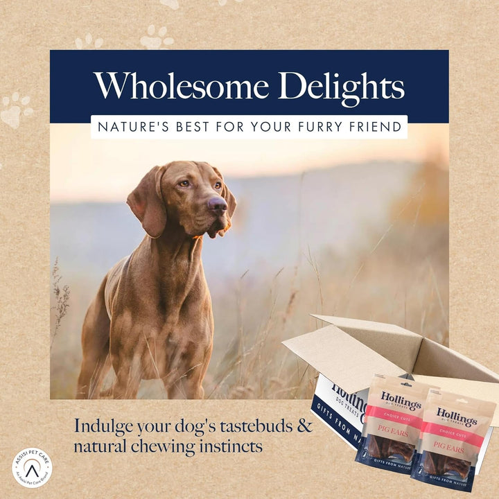 Hollings Pig Ear Treats for Dogs Pack of 10 1 10er-Packung