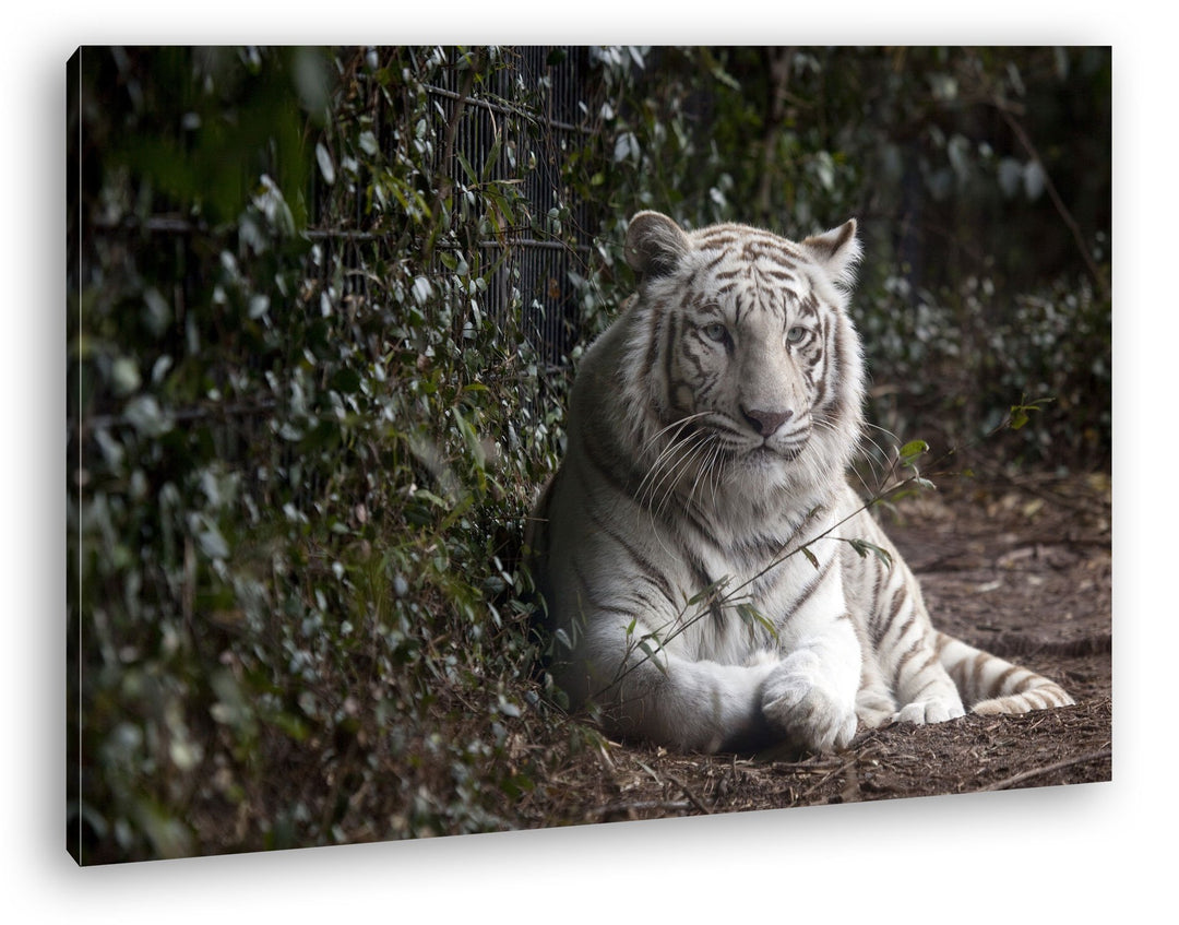 deyoli anmutiger weisser Tiger Format: 80x60 als Leinwandbild, Motiv fertig gerahmt auf Echtholzrahm