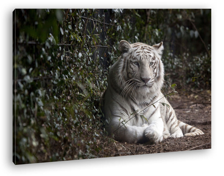 deyoli anmutiger weisser Tiger Format: 80x60 als Leinwandbild, Motiv fertig gerahmt auf Echtholzrahm