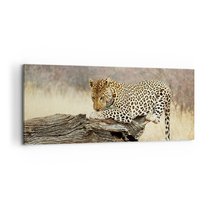 Wandbilder Dekoration Wohnzimmer Afrika Leopard Katze Safari Panorama Bilder auf Leinwand 120x50cm L