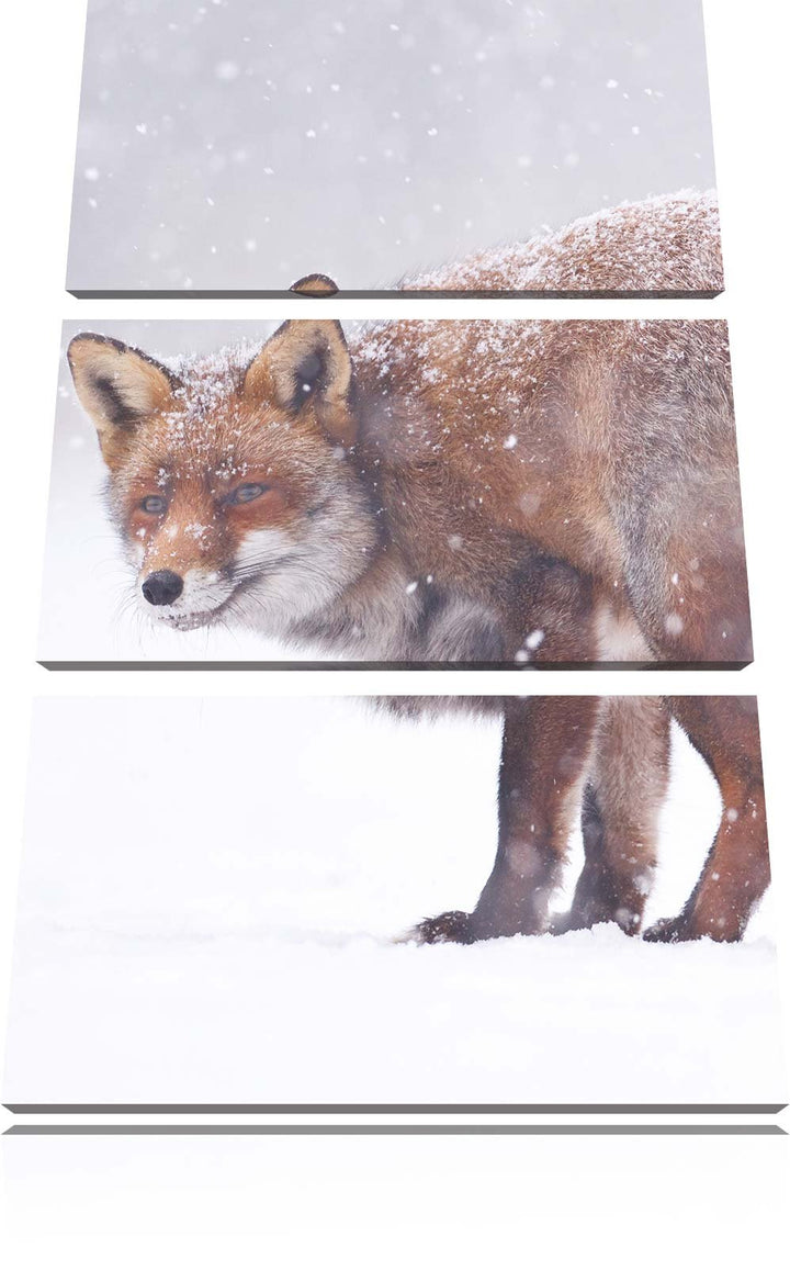 Pixxprint Roter Fuchs im Schneegestöber als Leinwandbild/Grösse: 3 Teilig (120x80) cm/Wandbild/Kunst