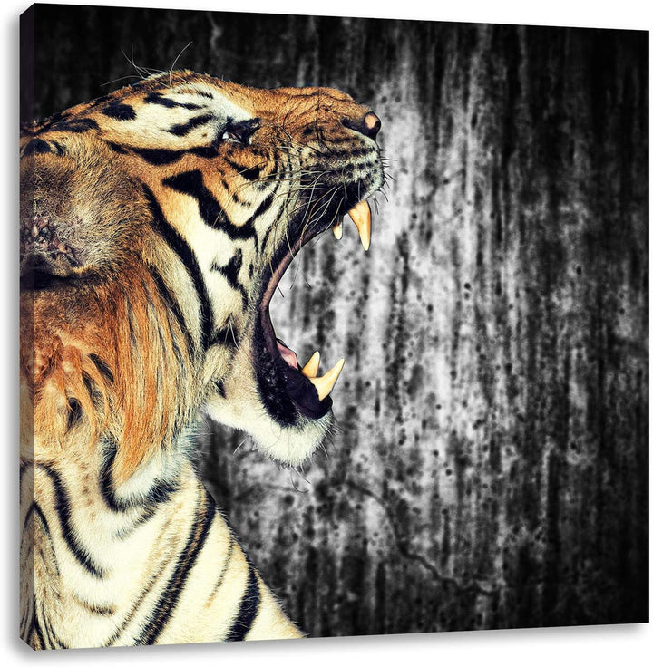 Pixxprint gähnender Tiger schwarz/weiss, Format: 70x70 auf Leinwand, 70x70