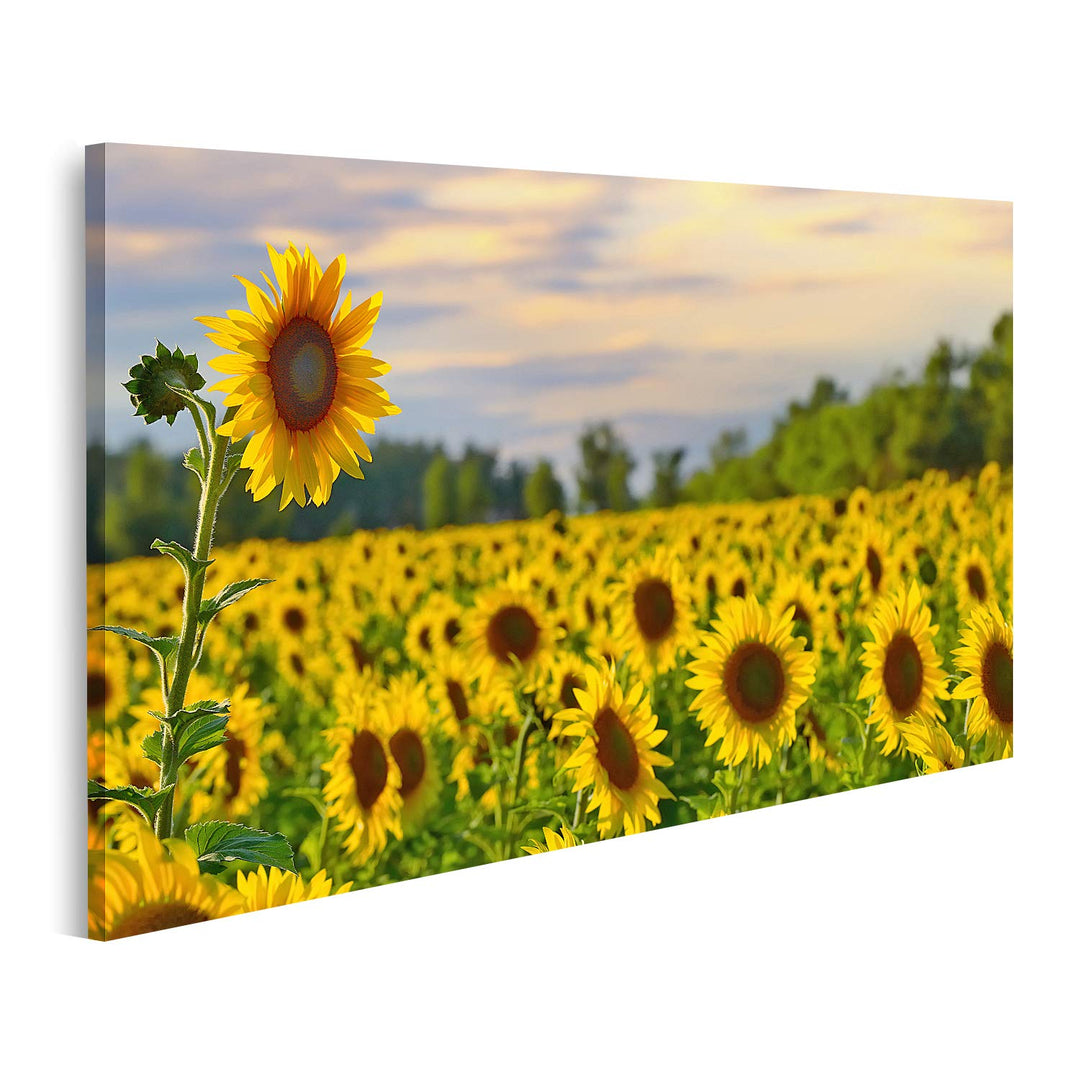 islandburner Bild auf Leinwand Eine Grosse Sonnenblume Mit Sonnenblumenfeld Und Schönem Abendhimmel