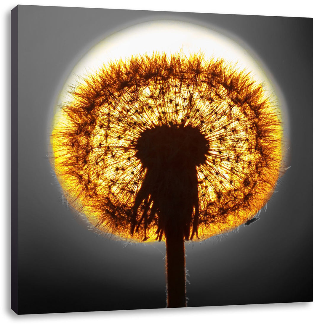 Pixxprint Pusteblume vor untergehender Sonne als Leinwandbild Quadratisch/Grösse: 70x70 / Wandbild/K
